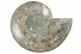 Cut & Polished Ammonite Fossil (Half) - Madagascar #213076-1